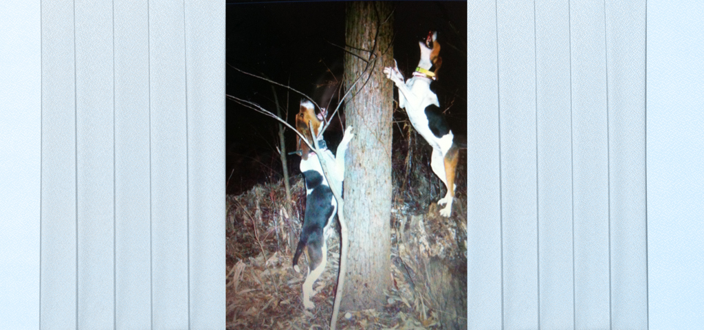 Coon Dog on tree 1 Blue Faux PROOF